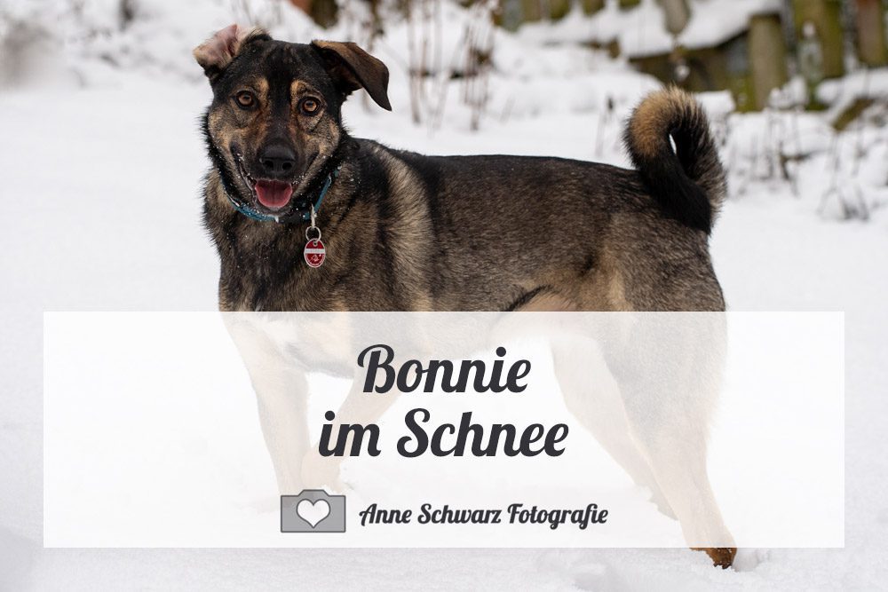 Bonnie im Schnee