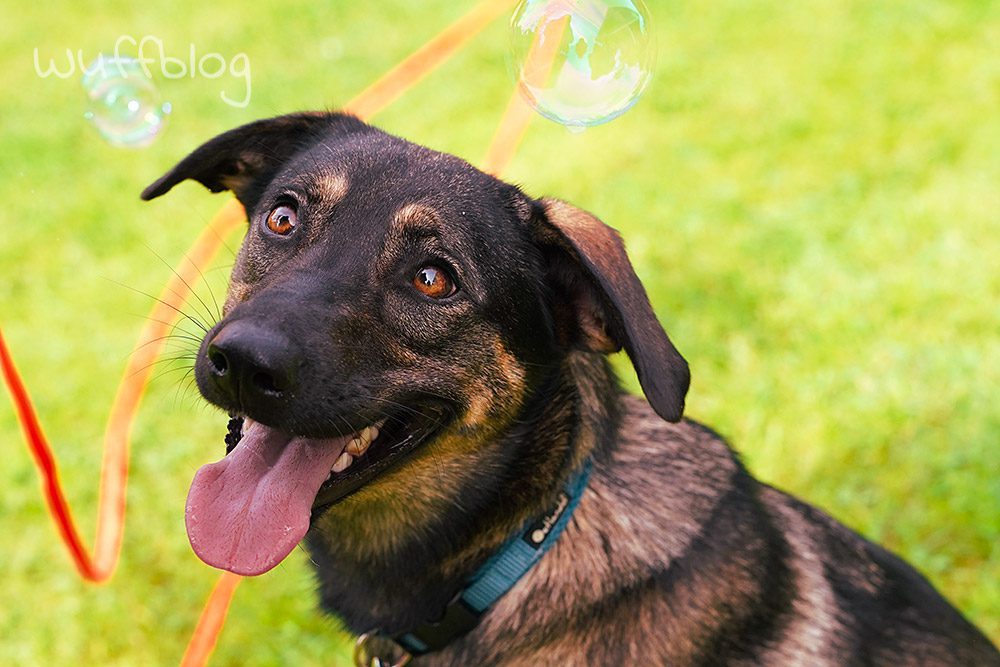 Hundefotografie mit Seifenblasen