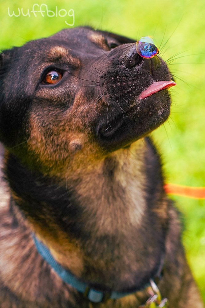 Unser Hund Bonnie spielt mit Seifenblasen