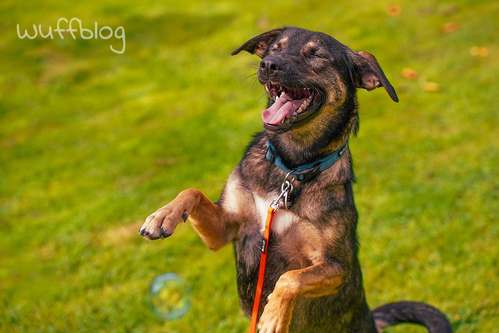 Unser Hund Bonnie macht Tricks