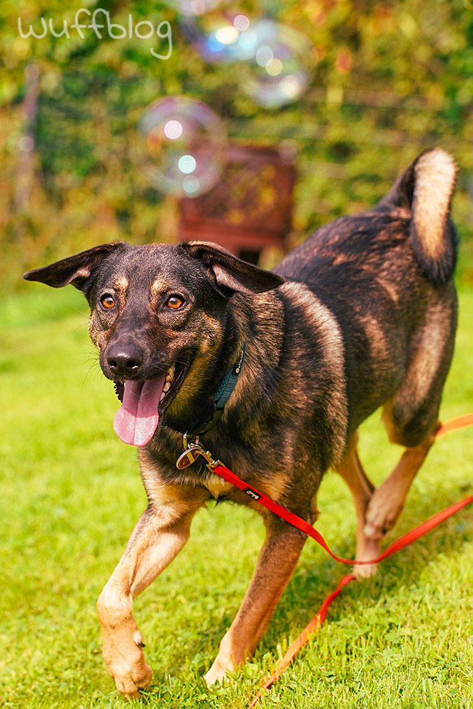 Unser Hund Bonnie spielt mit Seifenblasen