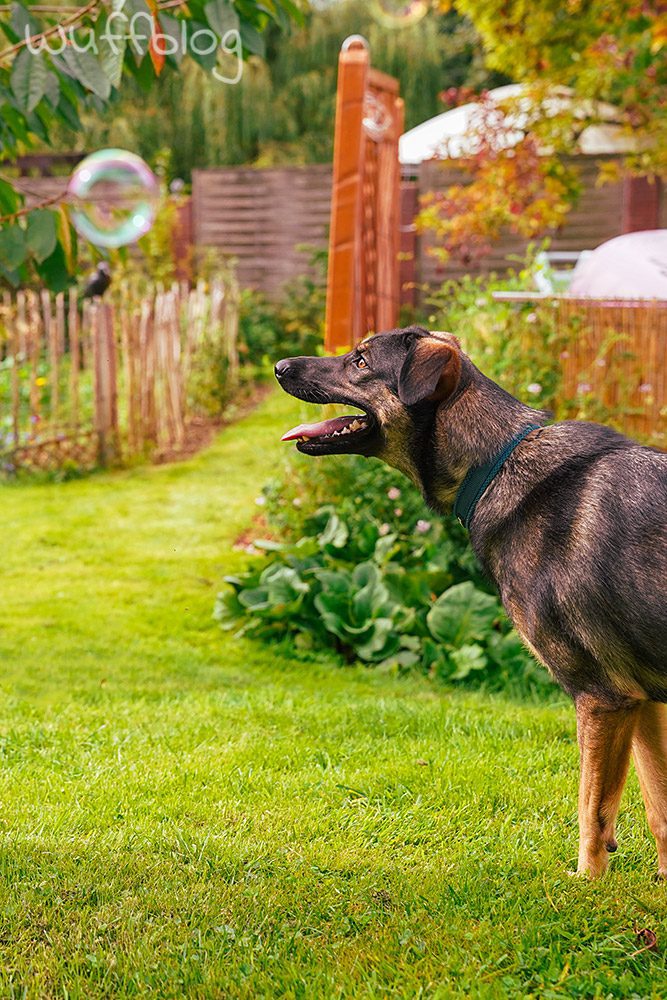Unser Hund Bonnie spielt mit Seifenblasen