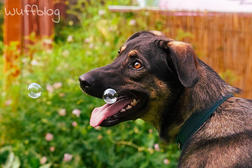 Unser Hund Bonnie spielt mit Seifenblasen