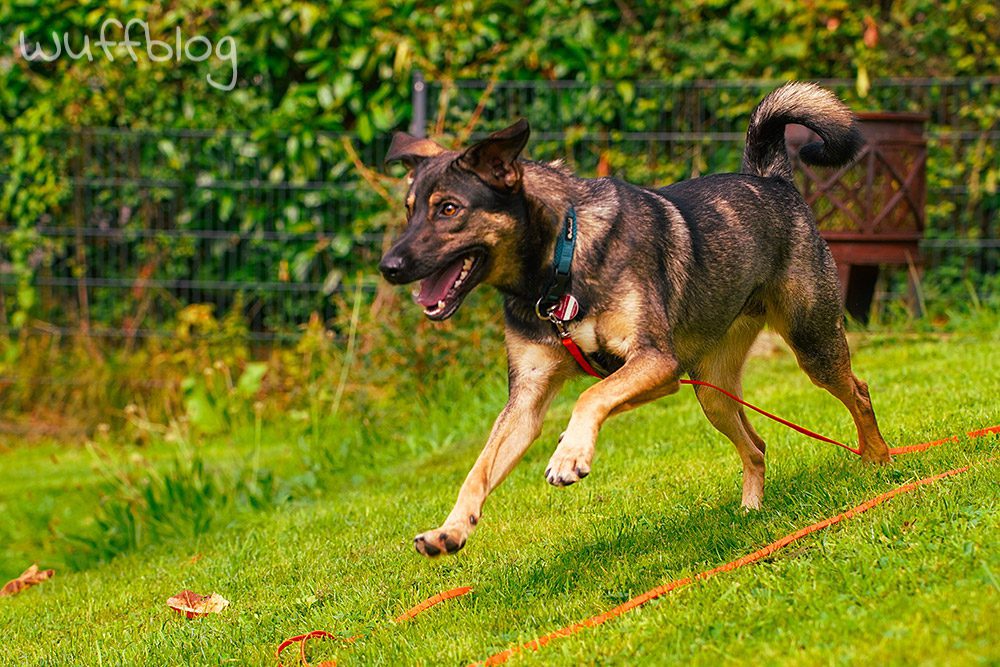 Unser Hund Bonnie tobt durch den Garten
