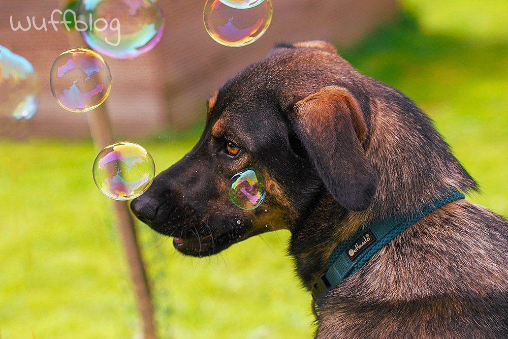 Unser Hund Bonnie spielt mit Seifenblasen
