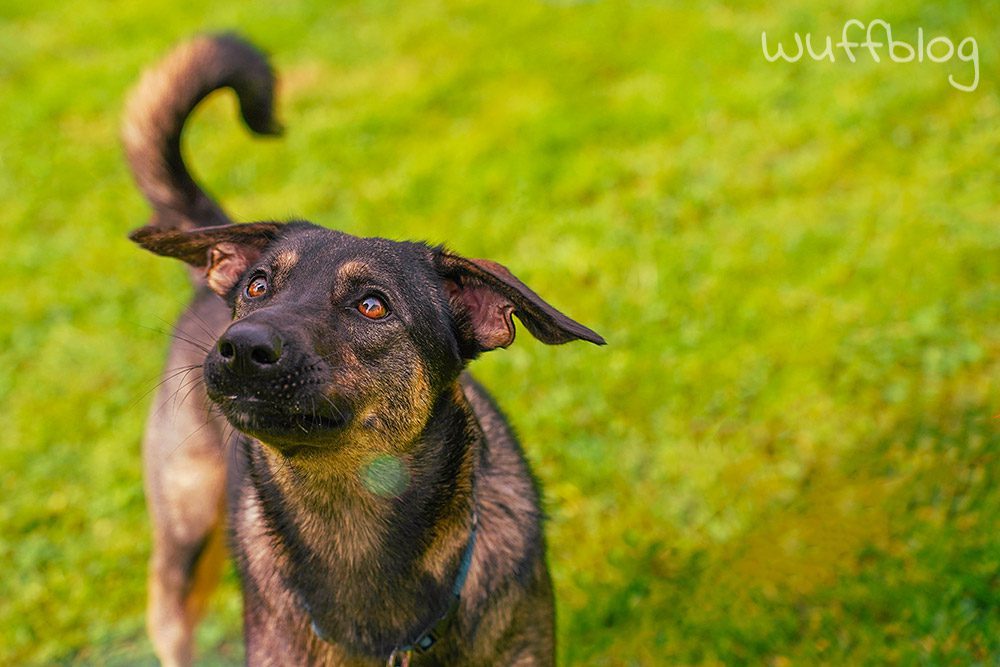 Unser Hund Bonnie spielt mit Seifenblasen