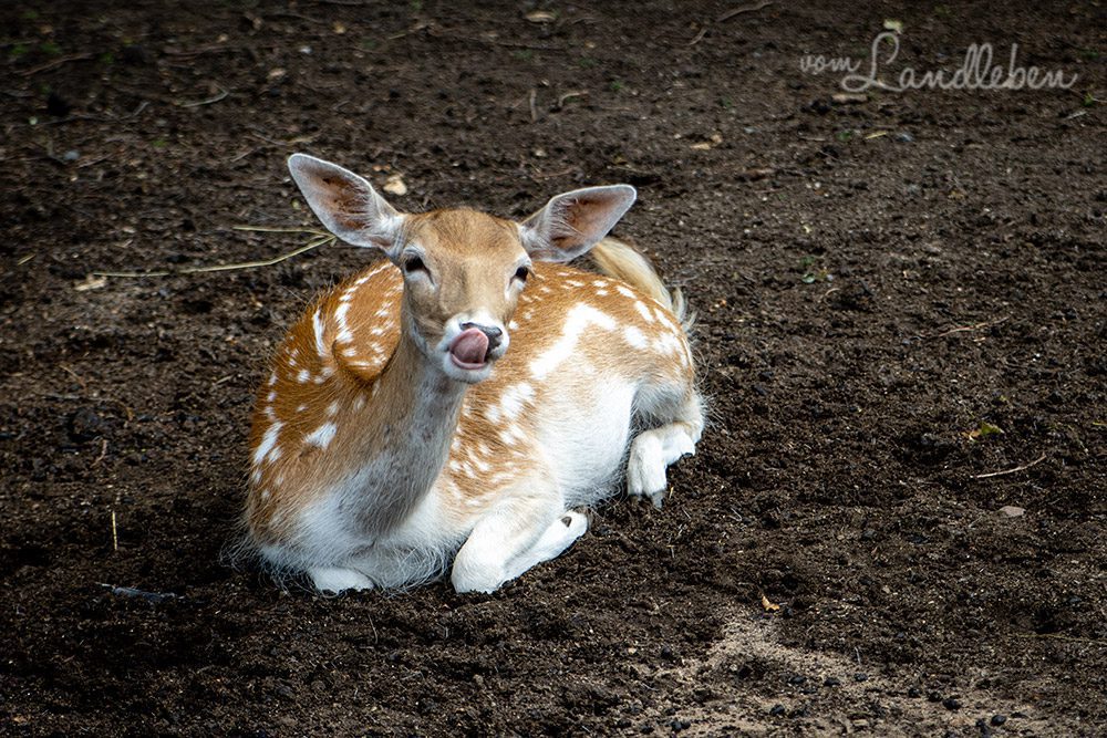 Damwild im Tierpark Tannenbusch in Dormagen