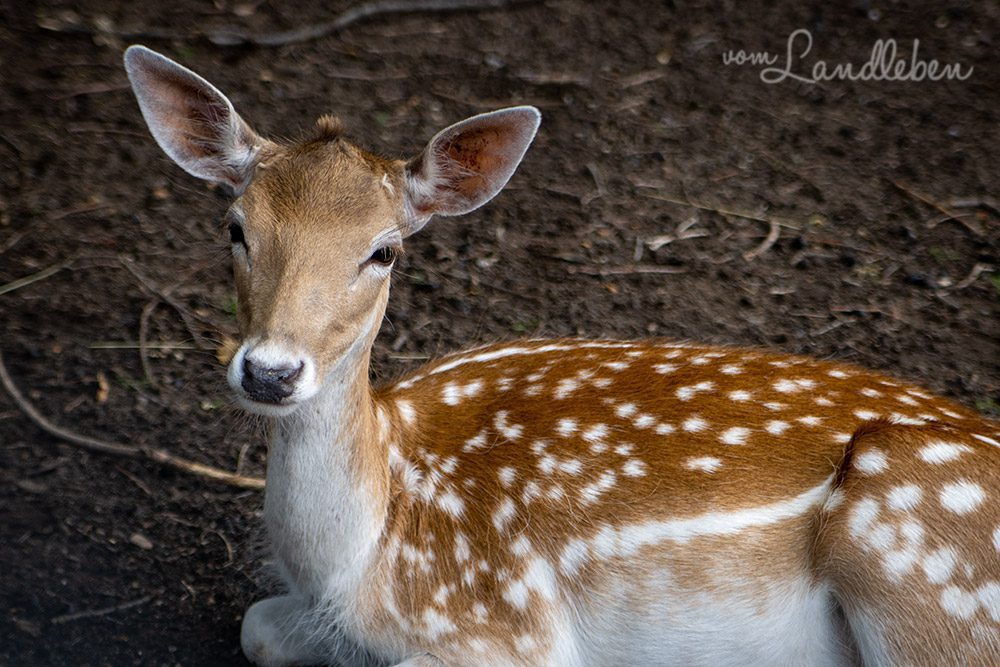 Damwild im Tierpark Tannenbusch in Dormagen