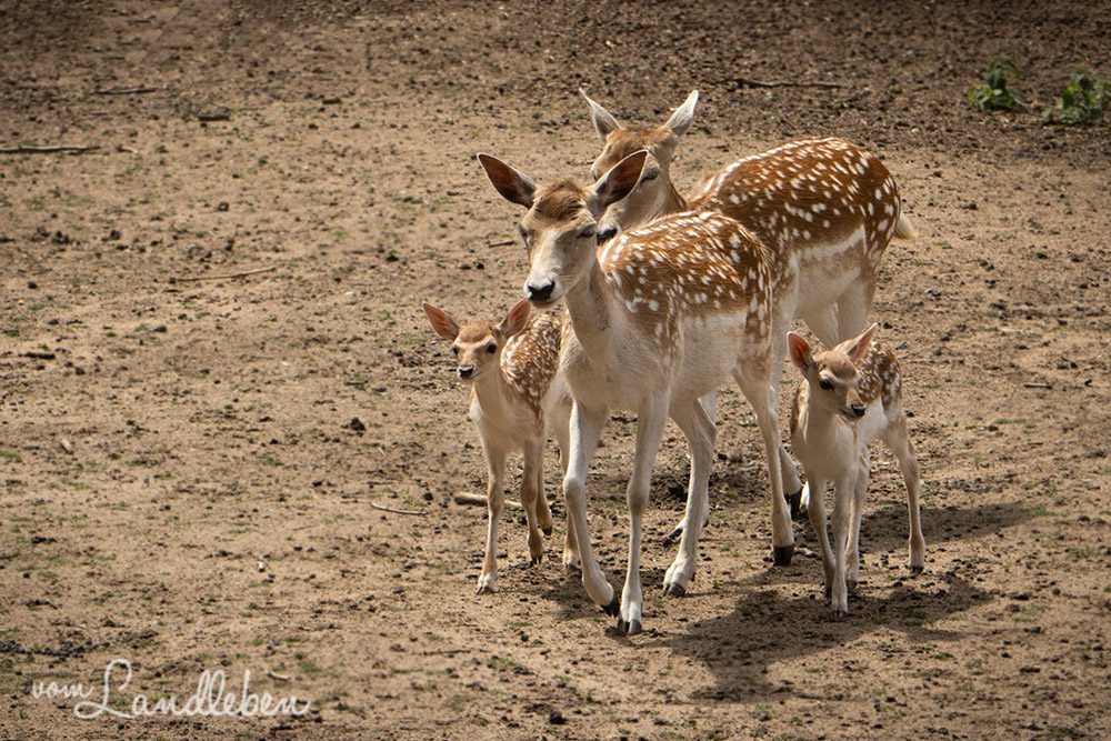 Damwild im Tierpark Tannenbusch in Dormagen