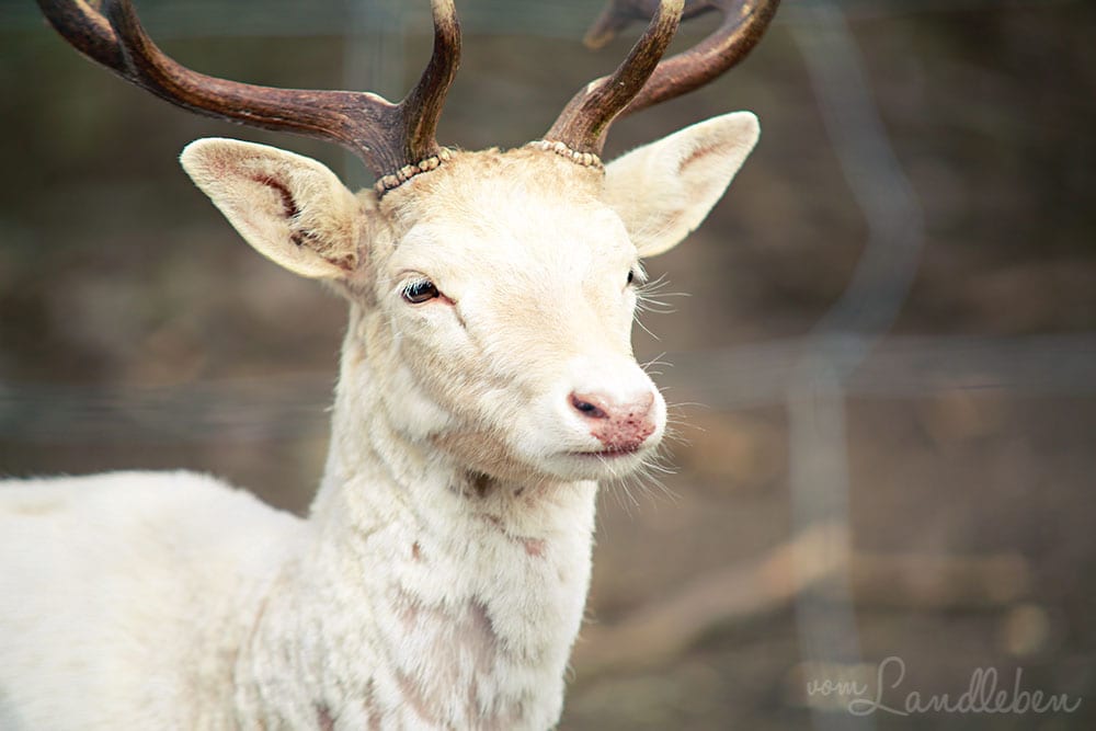 Damwild im Wildfreigehege Wildenburg