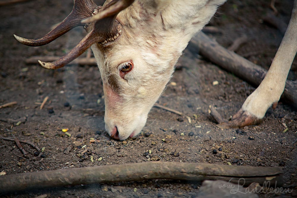 Damwild im Wildfreigehege Wildenburg