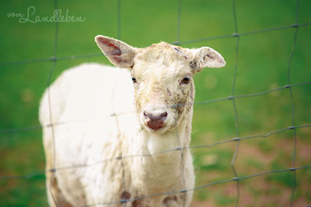 Damwild im Wildfreigehege Wildenburg