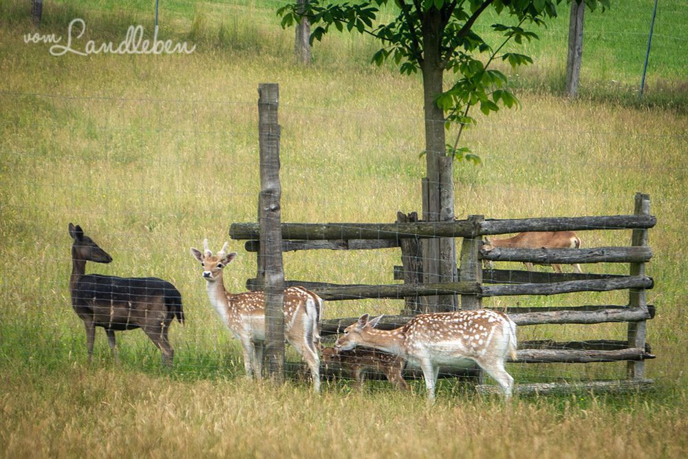 Damwild im Wildpark Wiehl
