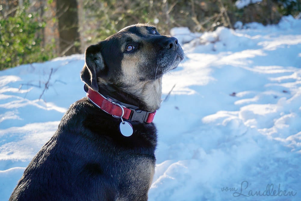 Nala an der Dhünntalsperre