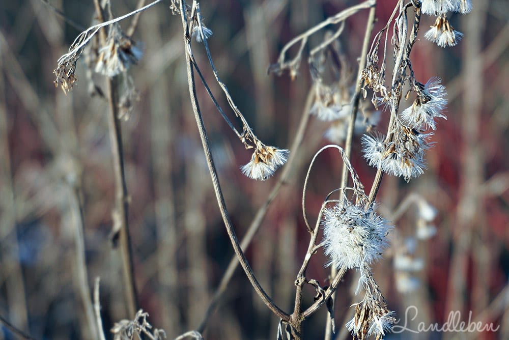 An der Dhünntalsperre