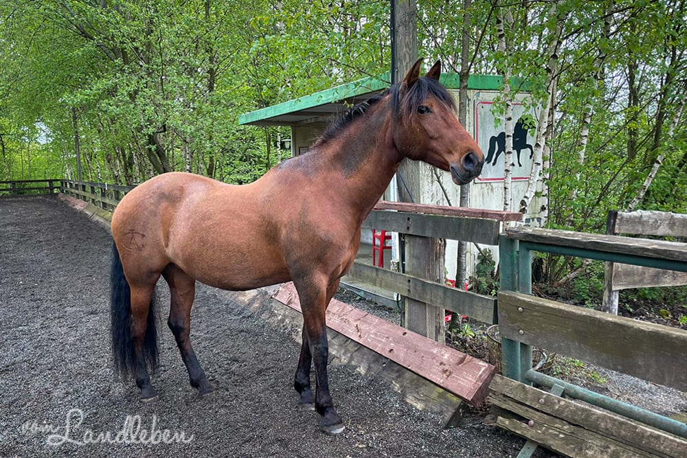 Dolida nach dem Wälzen