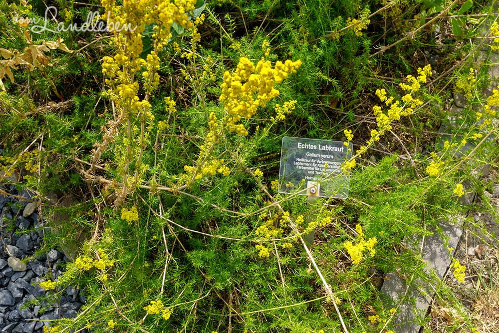 Echtes Labkraut im Kräutergarten - Burggarten Blankenberg