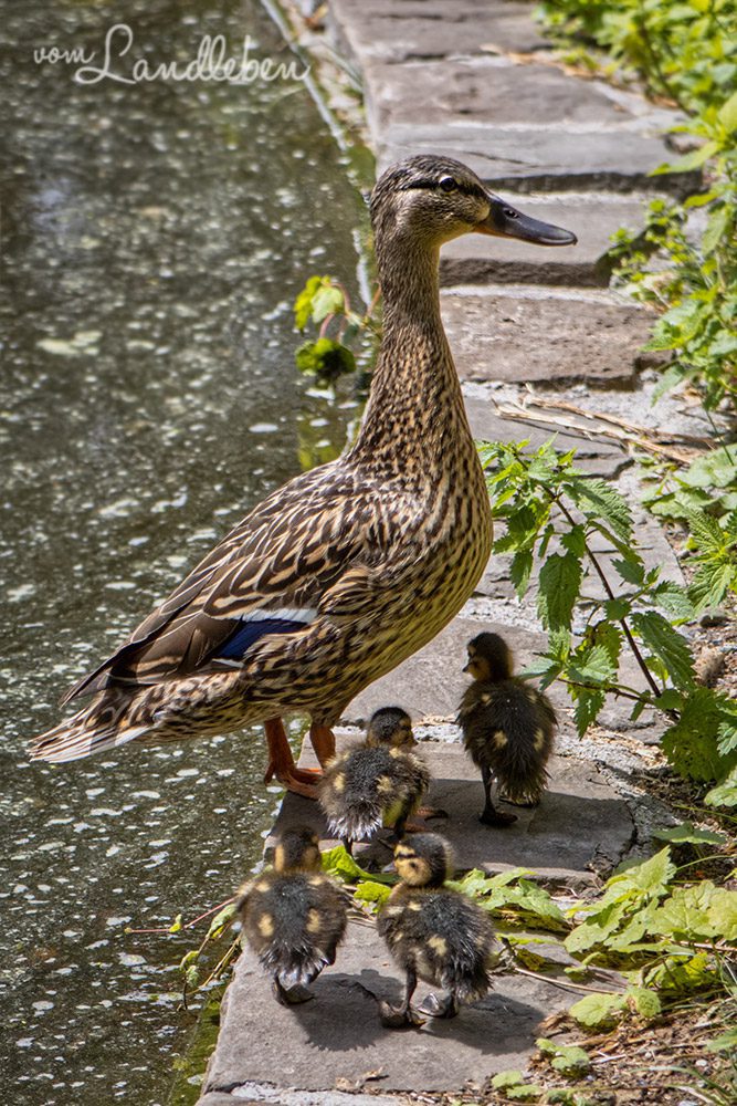 Ente mit Küken im Tierpark Tannenbusch in Dormagen