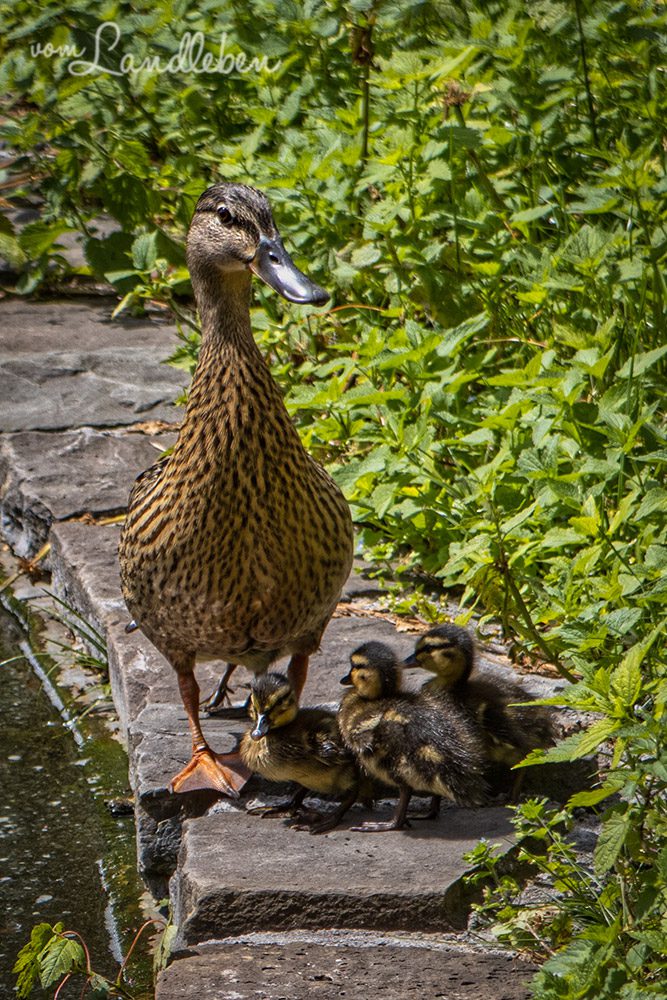 Ente mit Küken im Tierpark Tannenbusch in Dormagen