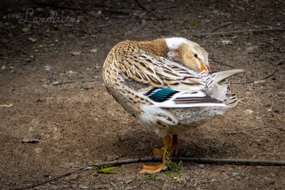 Ente im Tierpark Tannenbusch in Dormagen
