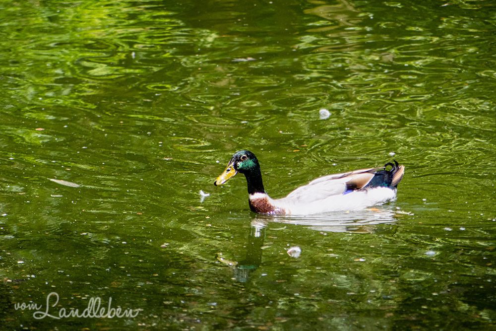 Ente im Tierpark Tannenbusch in Dormagen