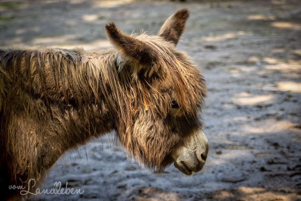 Esel im Tierpark Tannenbusch in Dormagen