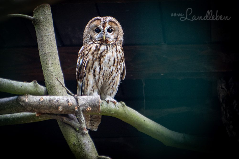 Eule im Tierpark Tannenbusch in Dormagen