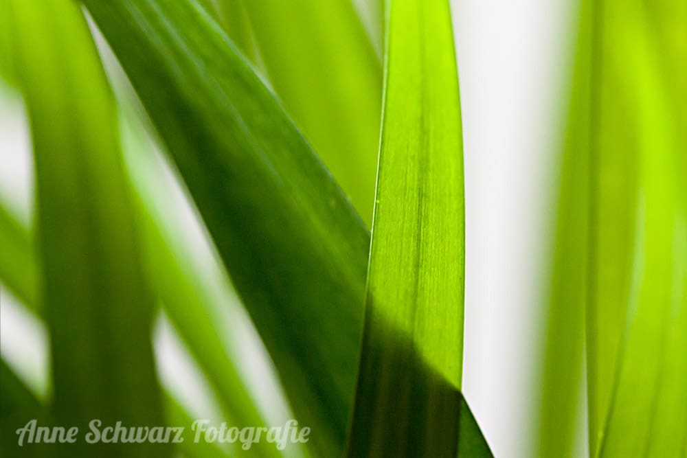 #Farbblick2018 - Grün - Areca-Palme Makro