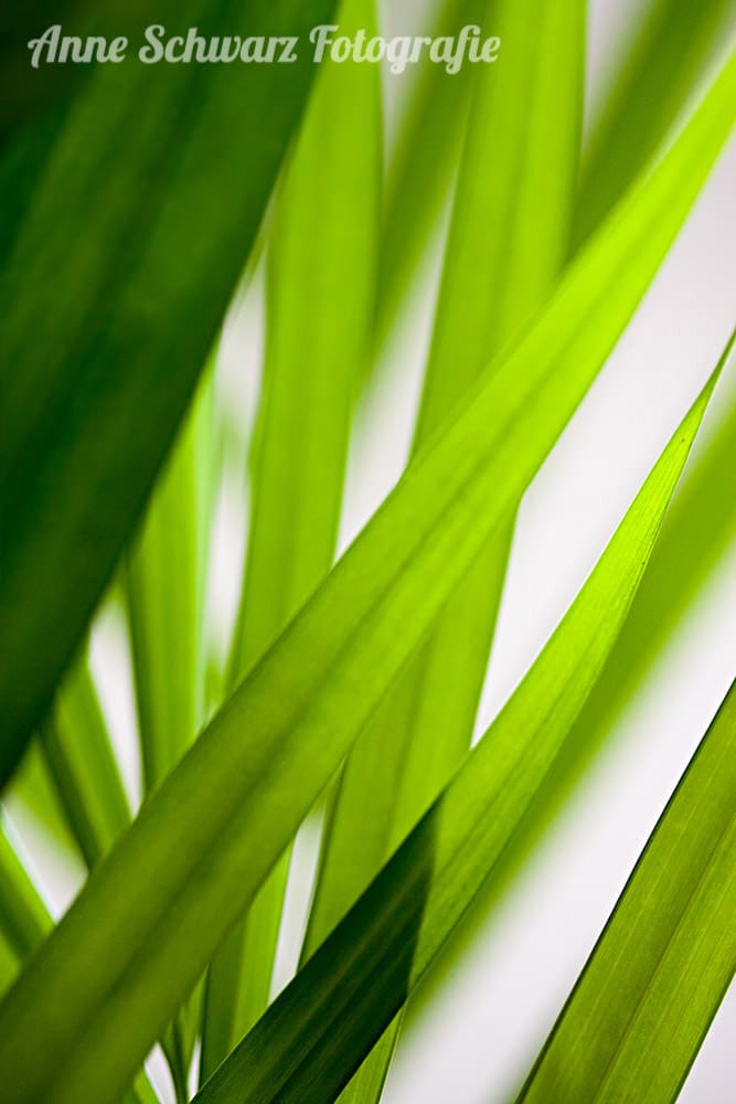 #Farbblick2018 - Grün - Areca-Palme Makro