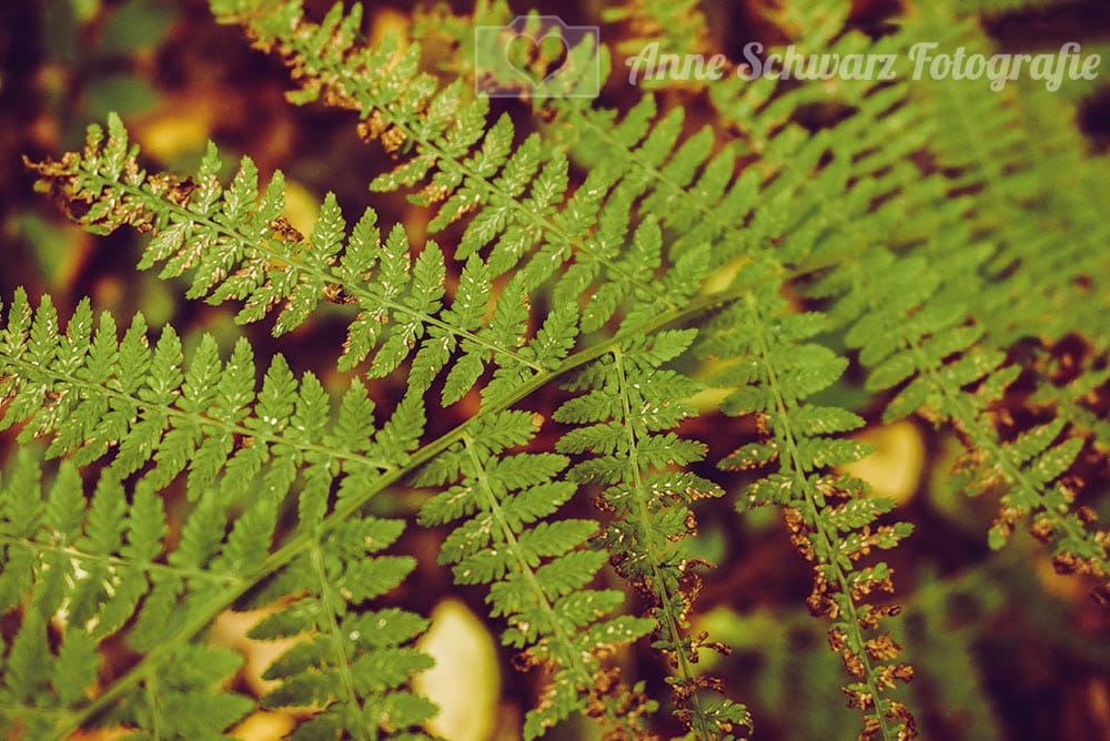 Farn im Herbst