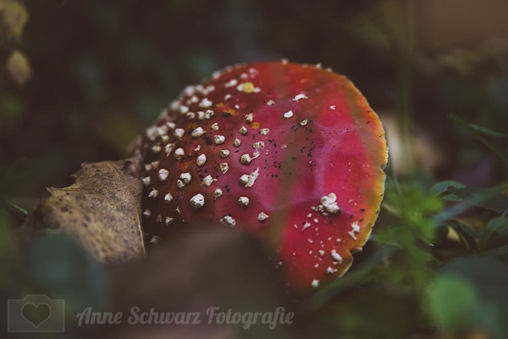 Fliegenpilz im Wald