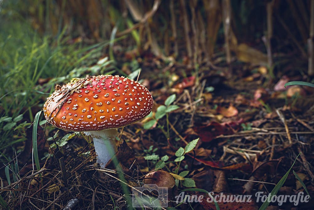 Fliegenpilz im Wald
