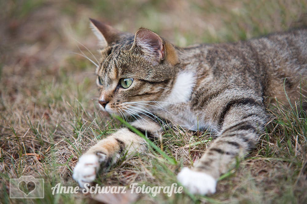 Richtig fokussieren - Anleitung