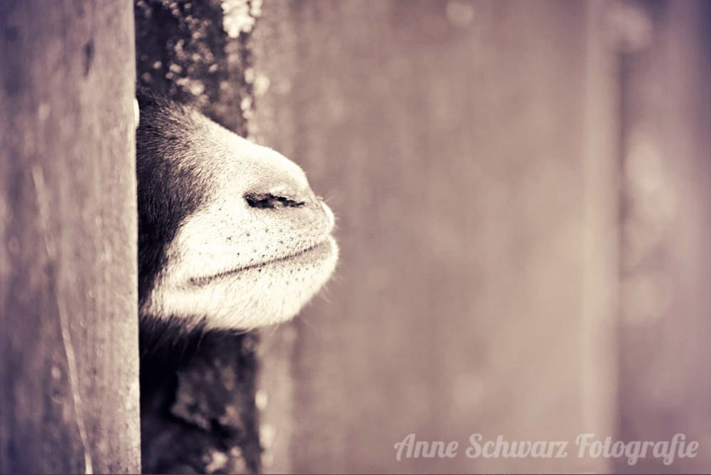 Fotoretusche - Stimmung durch Farbtöne