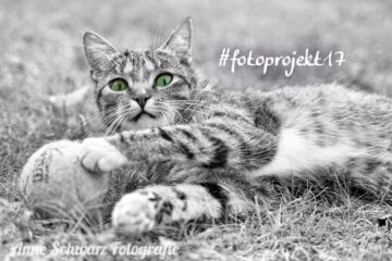 Katze – Color-Key