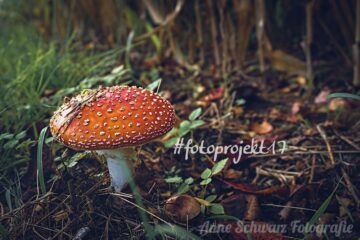 #fotoprojekt17 – Herbstspaziergang
