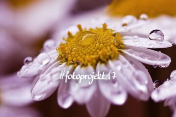 #fotoprojekt17: Nähe
