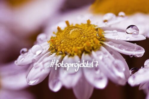 #fotoprojekt17: Nähe