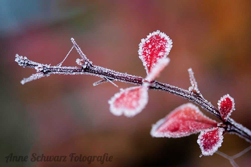 #fotoprojekt17 - Winterbäume