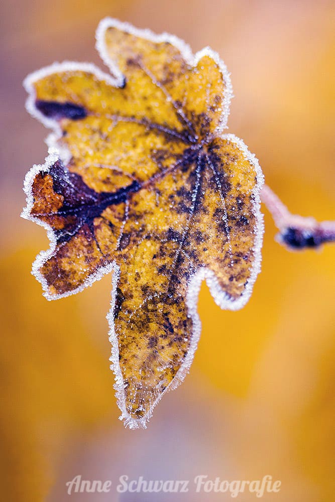 #fotoprojekt17 - Winterbäume