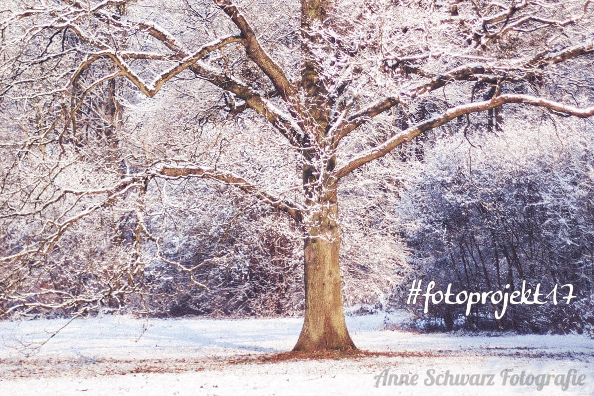 #fotoprojekt17 – Winterbäume
