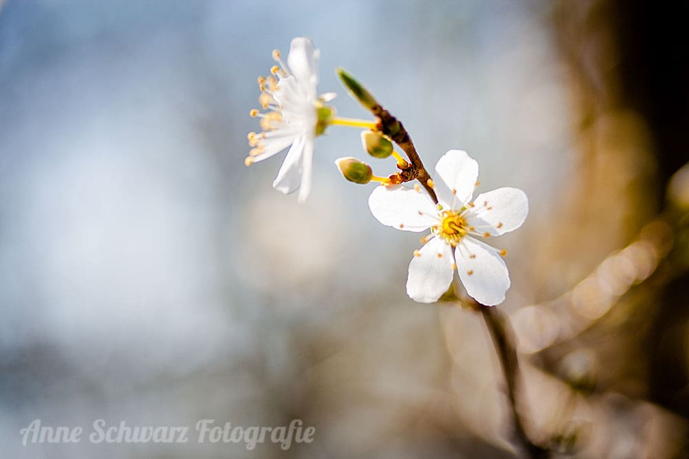 Blüten fotografieren im Frühling