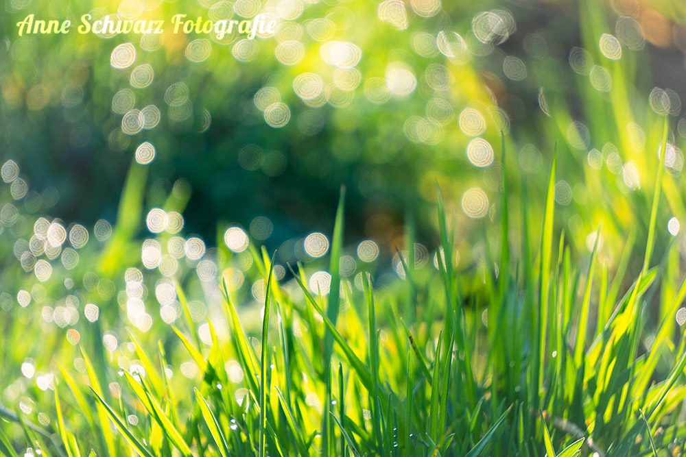 Frühlingswiese mit Bokeh