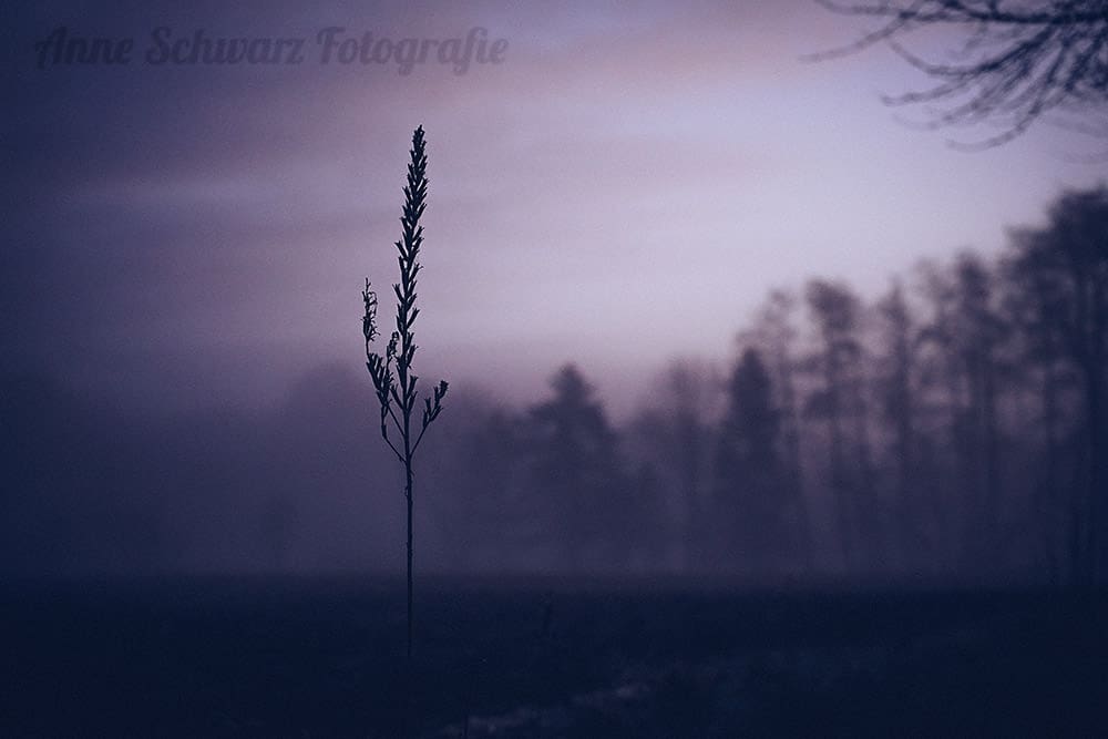 Frühnebel im Herbst