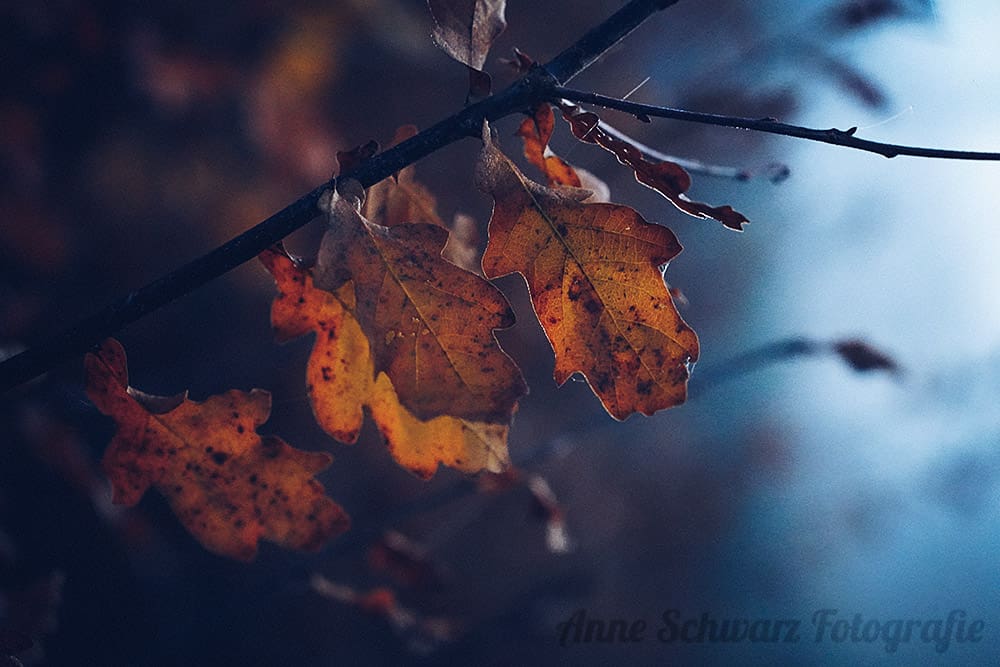 Bunte Blätter im Nebel