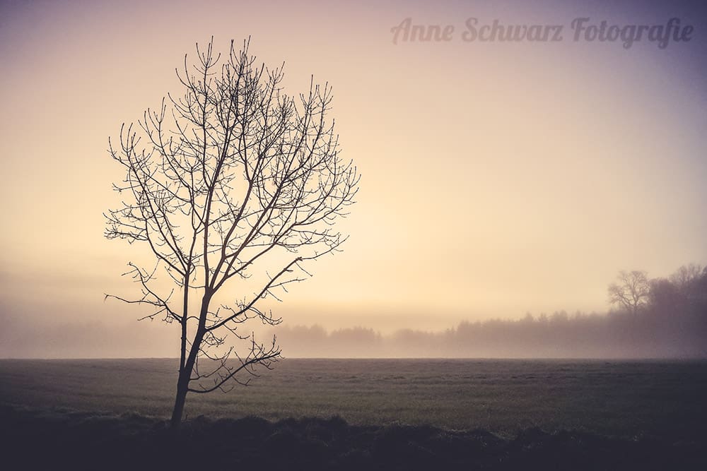 Frühnebel und Sonnenaufgang