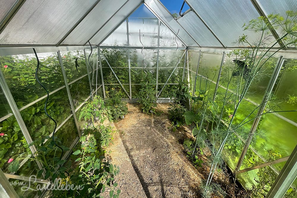 Gewächshaus im Juni 2021