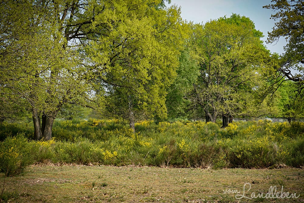 Ginster in der Wahner Heide