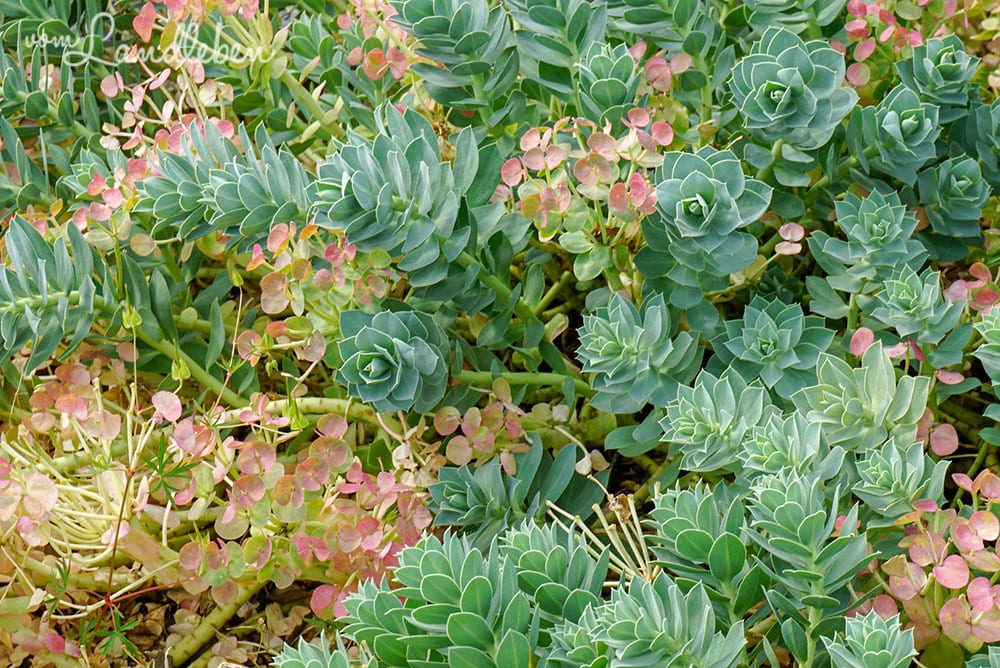 Hauswurz im Kräutergarten - Burggarten Blankenberg
