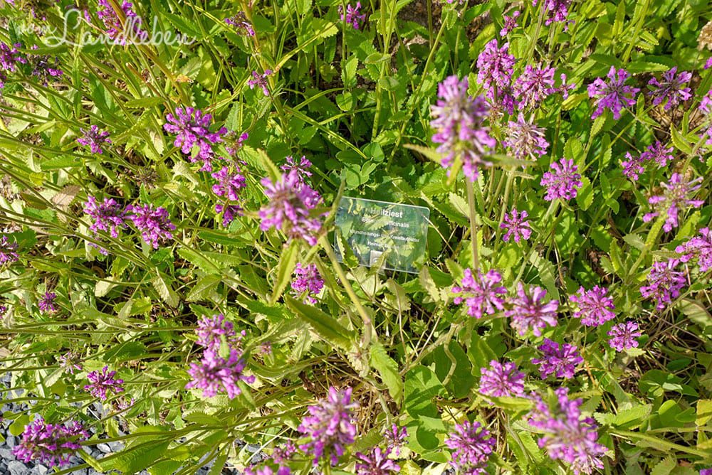 Heilziest im Kräutergarten - Burggarten Blankenberg